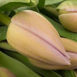 Tulpe rosa Sweet Breeze 50 gramm