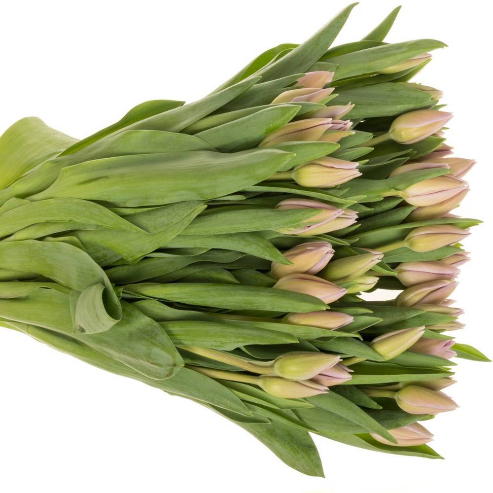 Tulpe rosa Sweet Breeze 50 gramm