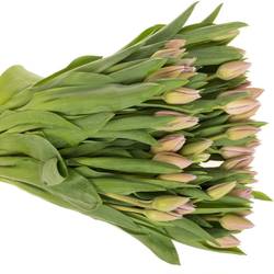 Tulpe rosa Sweet Breeze 50 gramm