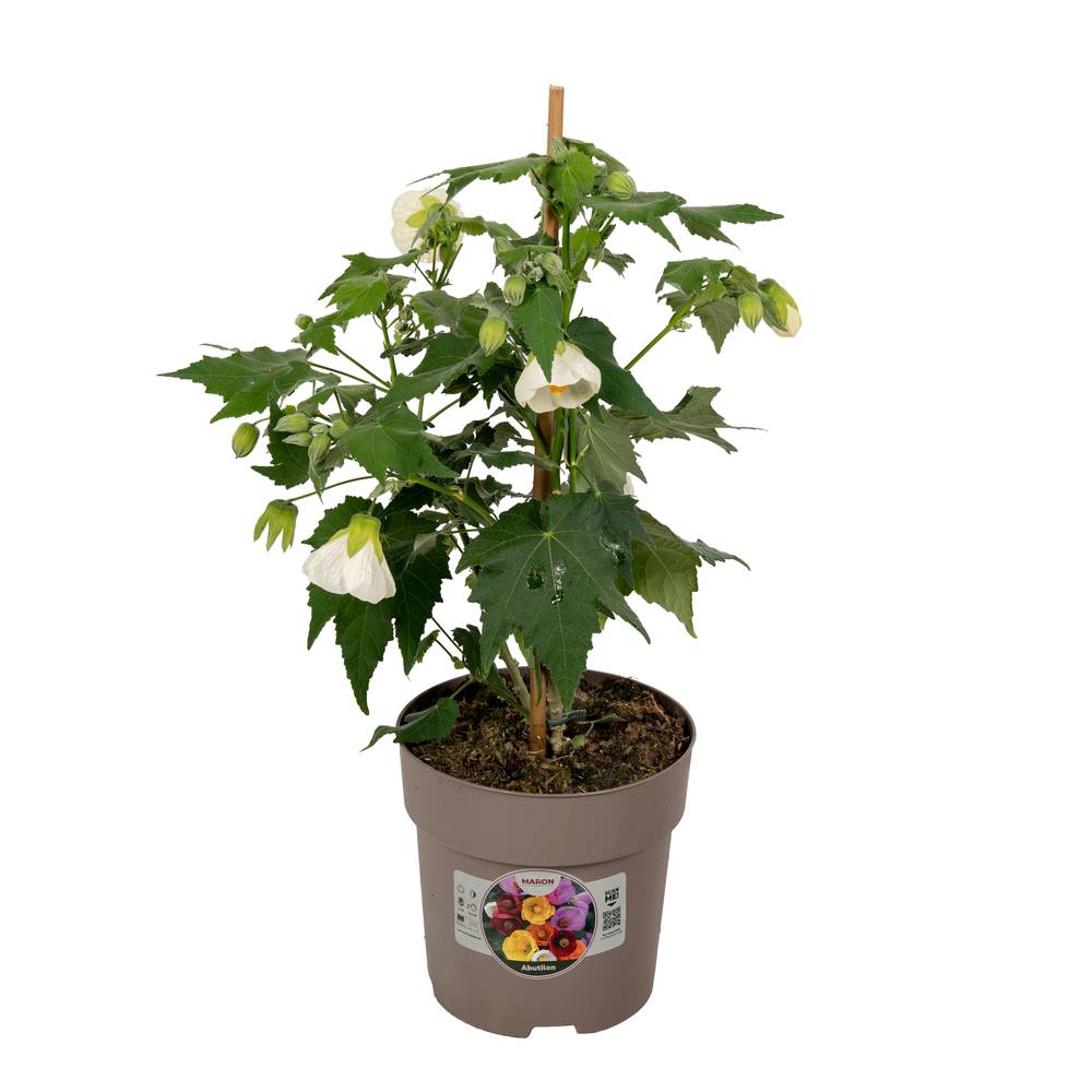 Abutilon weiss T15 H045