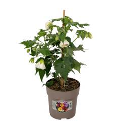 Abutilon weiss T15 H045