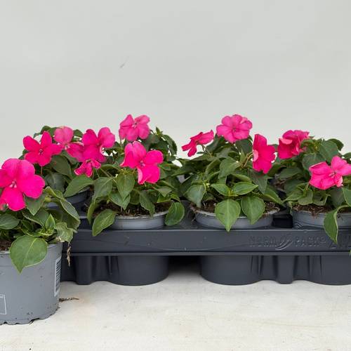 Impatiens Walleriana rosa T09 H020