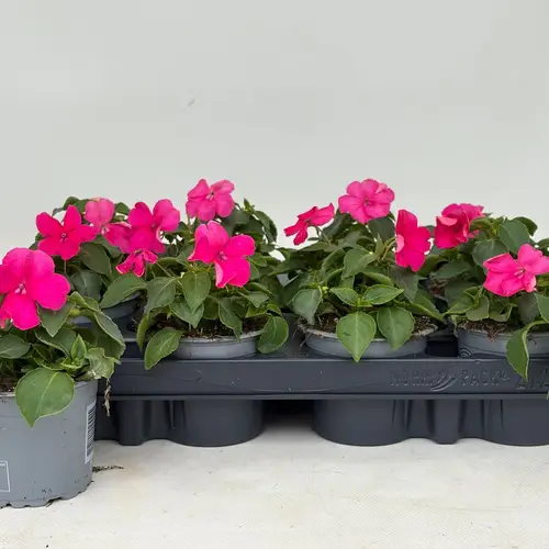 Impatiens Walleriana rosa T09 H020