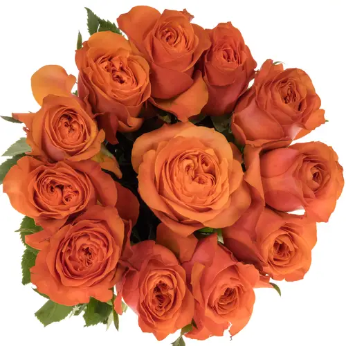 Rose orange Orbit 50cm