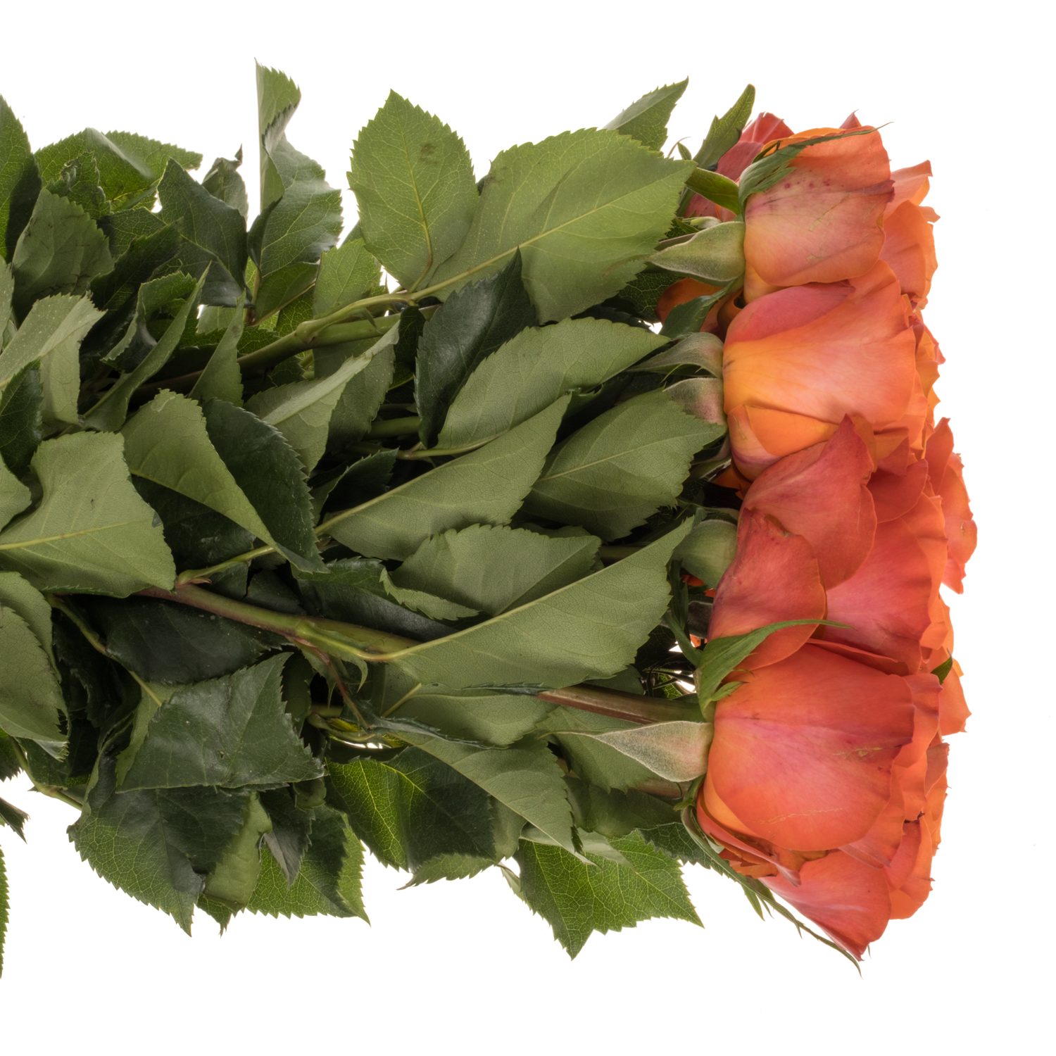 Rose orange Orbit 50cm