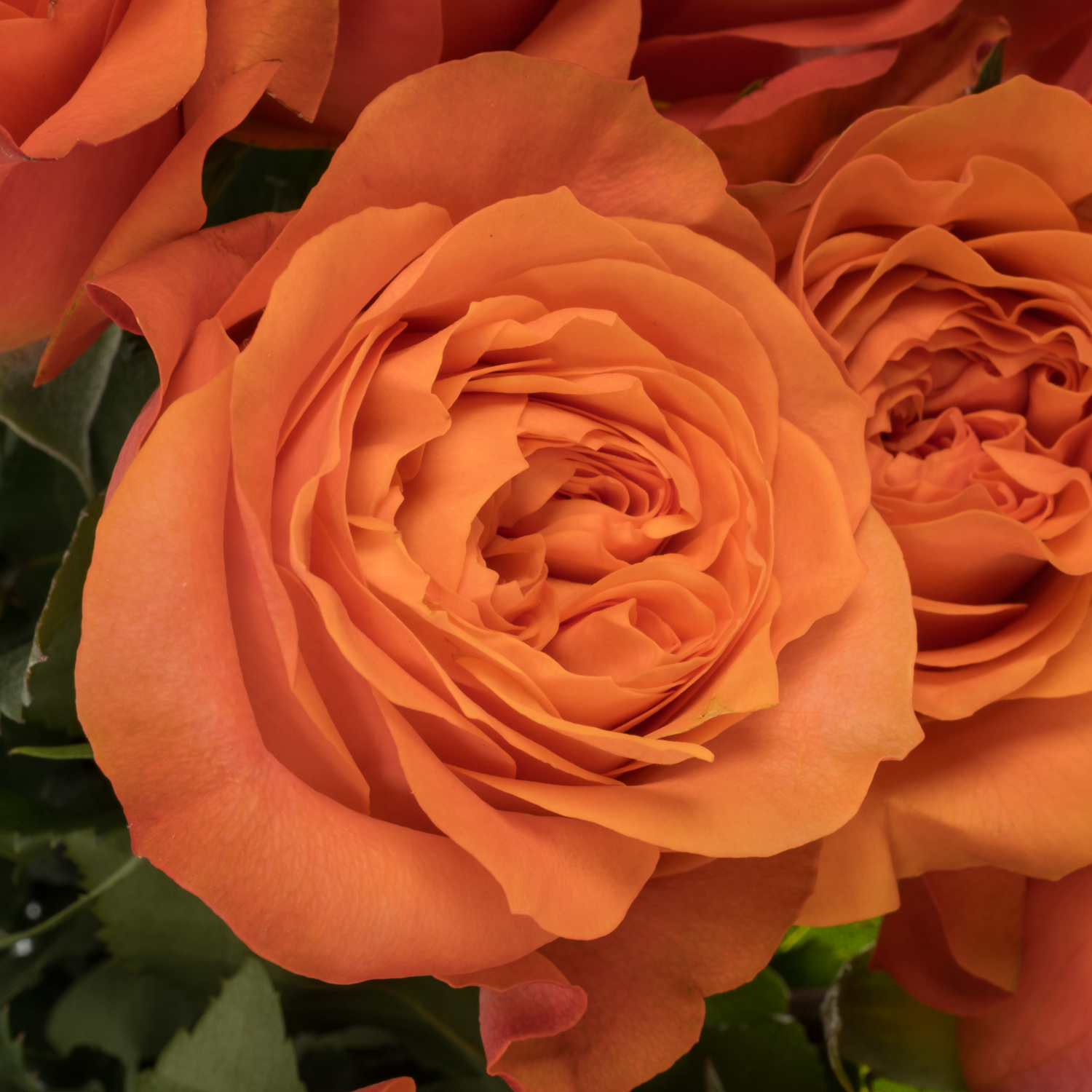 Rose orange Orbit 50cm