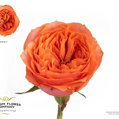 Rose orange Orbit 50cm