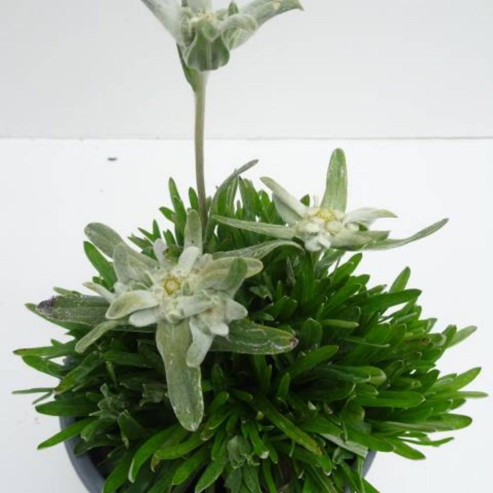 Leontopodium Alpinium T13 H020