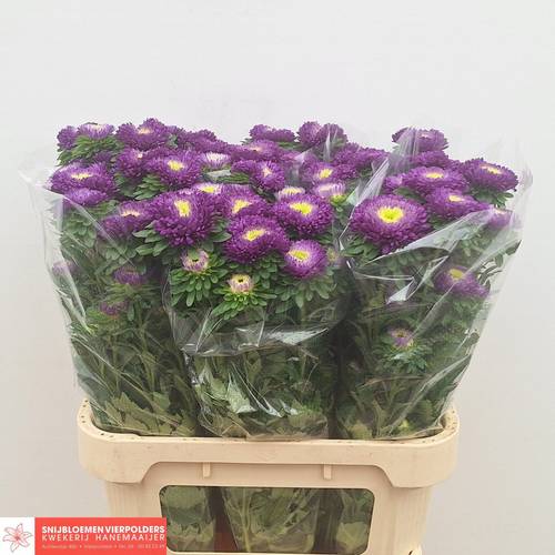 Astern violett Azumi Blue 80cm