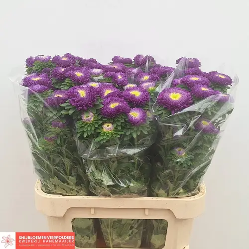 Astern violett Azumi Blue 80cm