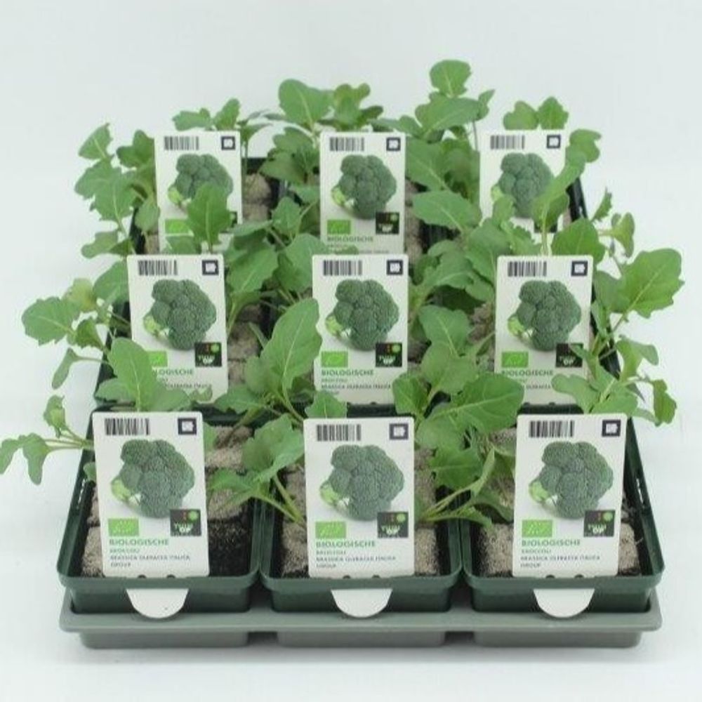 Bio Brokkoli H5 (9x6 pfl.)