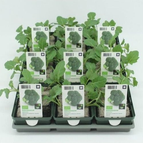 Bio Brokkoli H5 (9x6 pfl.)