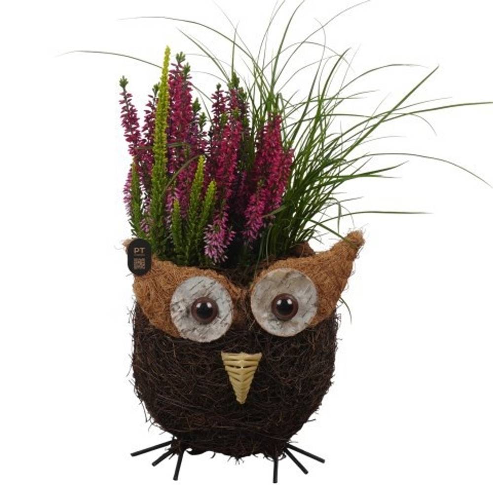 Garten.Arr PTHO7636 Herbst T17 H038