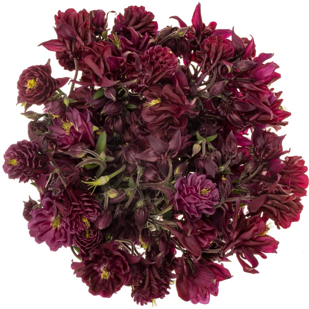 Aquilei rot 60cm