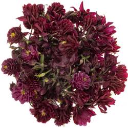 Aquilei rot 60cm