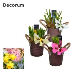 Zwiebel mix im Zink Topf 	HL15603B T10 H016