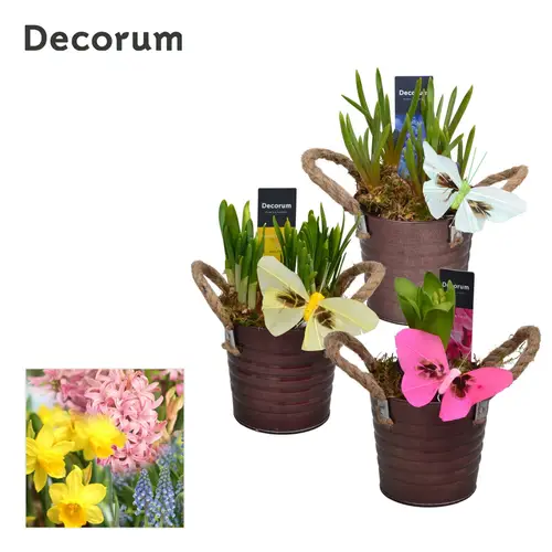 Zwiebel mix im Zink Topf 	HL15603B T10 H016