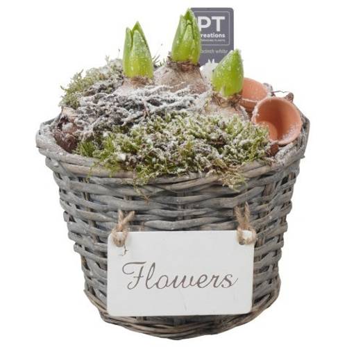 Hyac.Arr PTWH4056 weisse Bl. Winter T21 H022