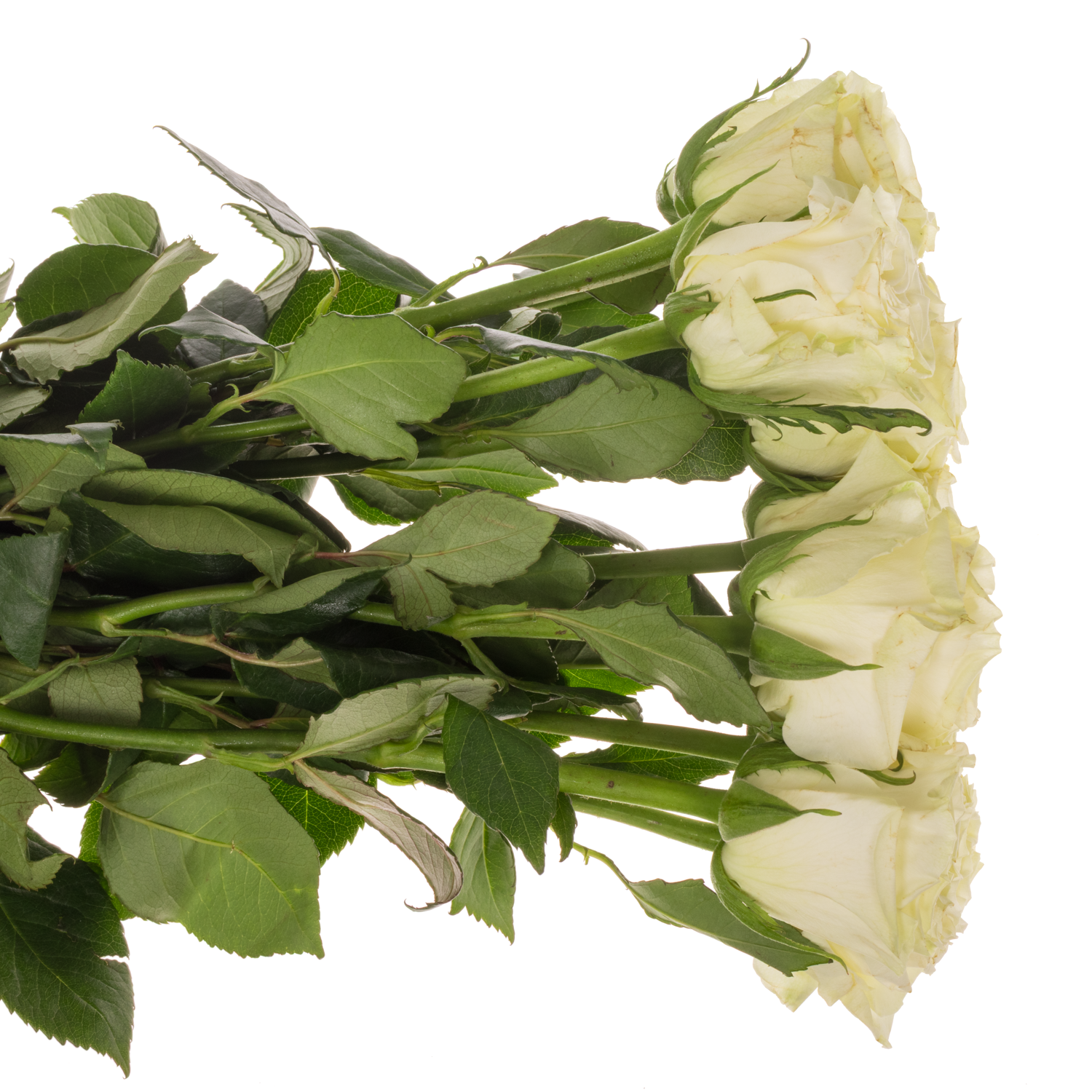 Rose creme/weiss Aspen 60cm