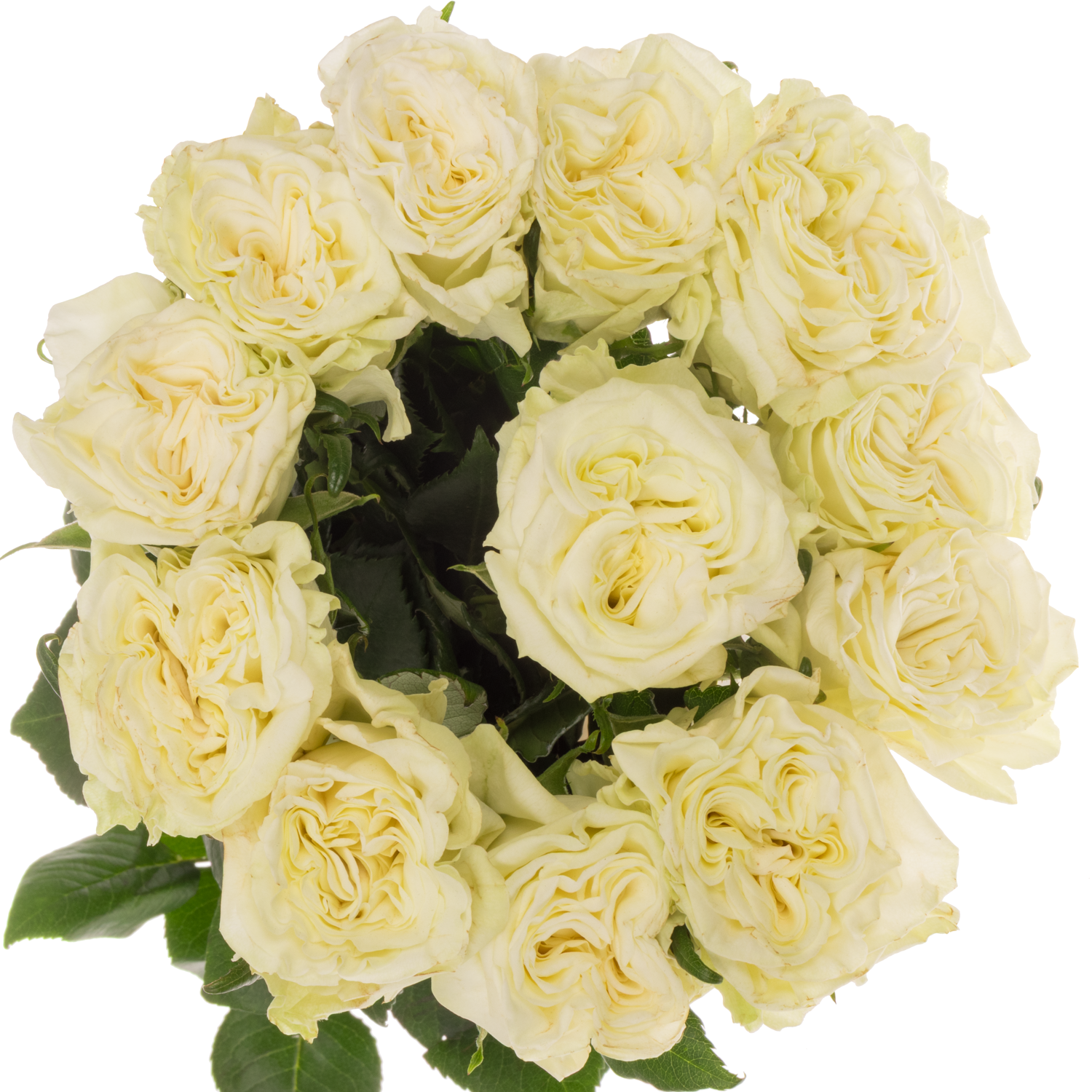 Rose creme/weiss Aspen 60cm