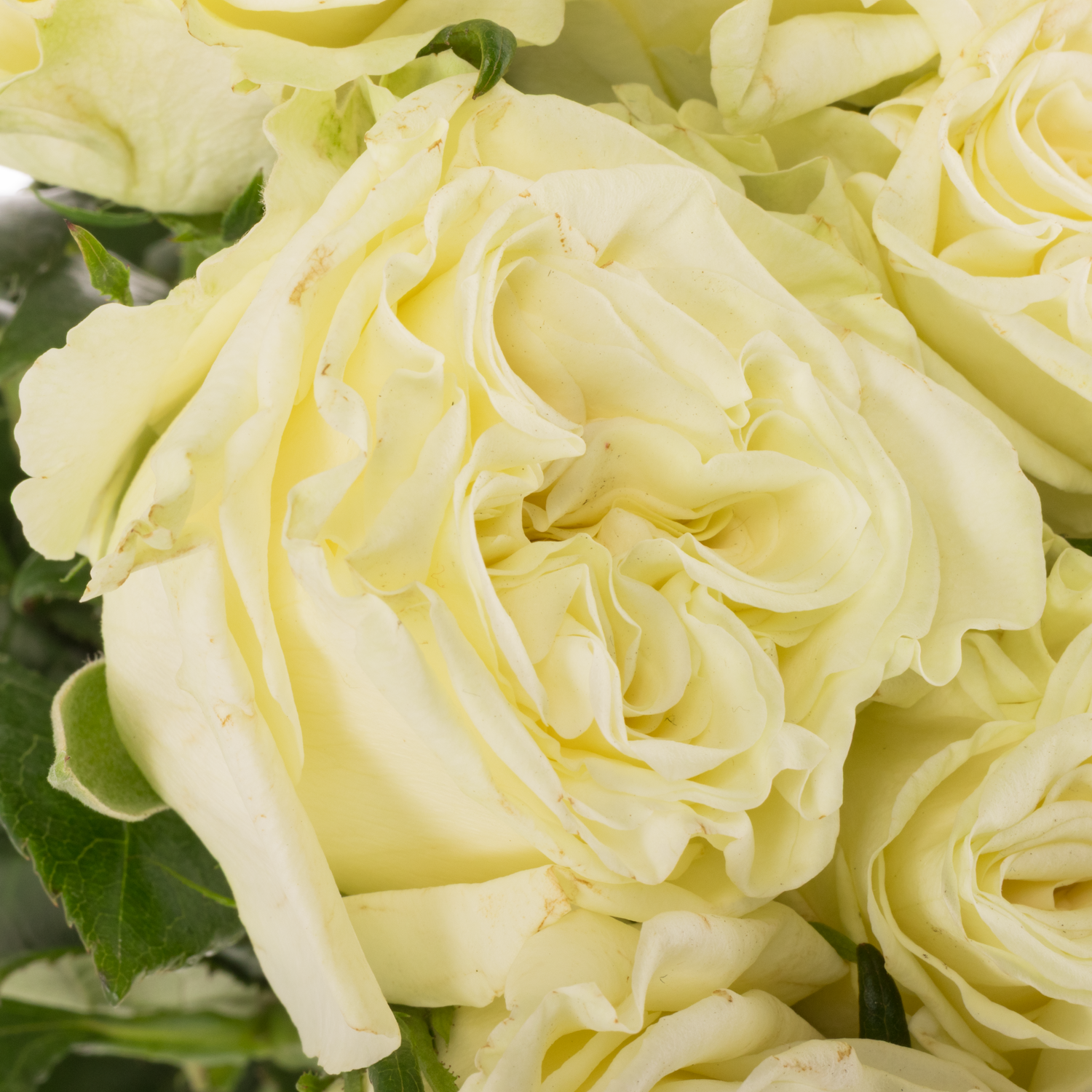 Rose creme/weiss Aspen 60cm