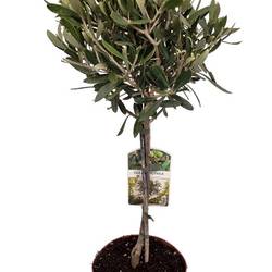 Olea europaea T16 H040