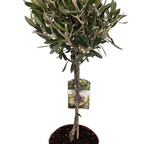 Olea europaea T16 H040