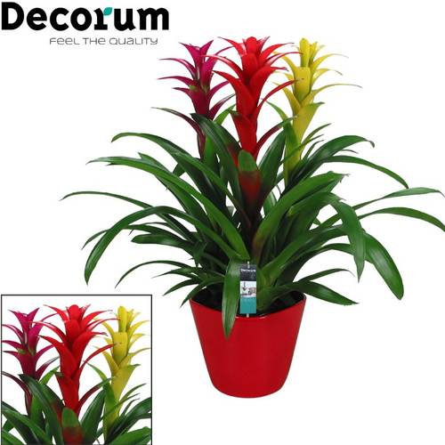 Guzmania Trio rot Keramik T21 H55