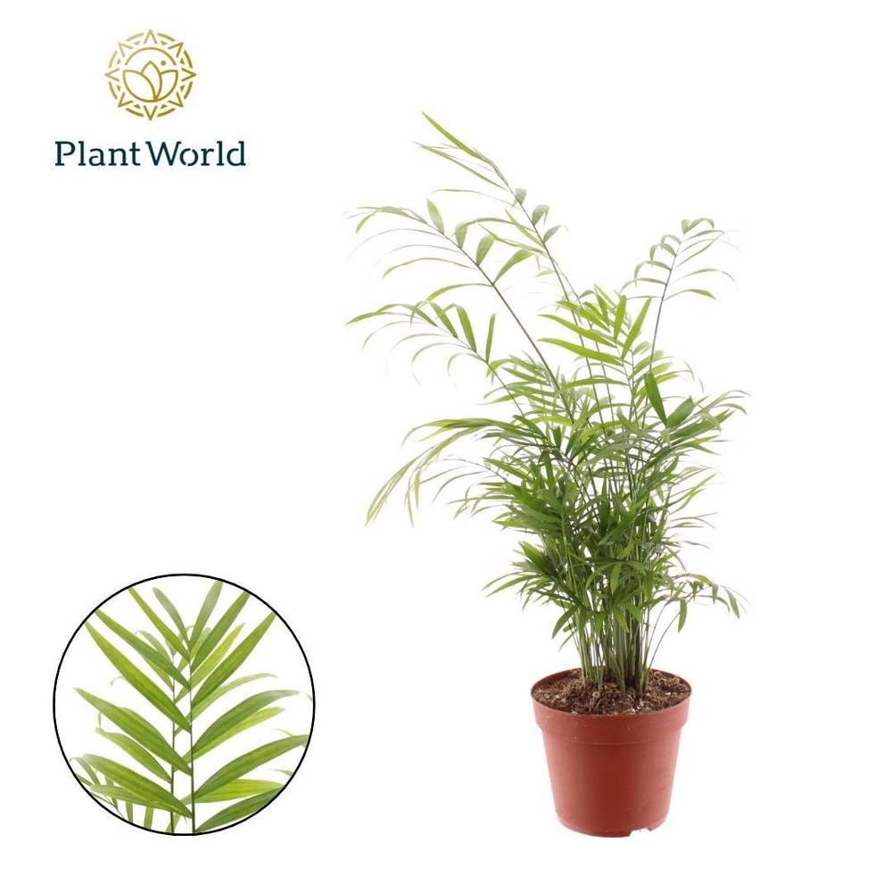 Chamaedorea Elegans T14 H055