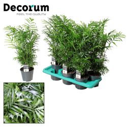 Chamaedorea Elegans T14 H055
