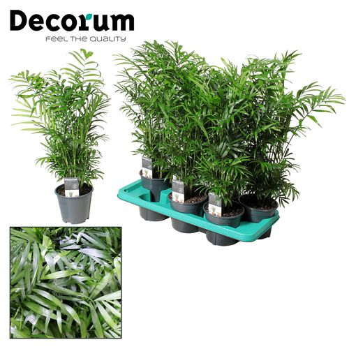 Chamaedorea Elegans T14 H055