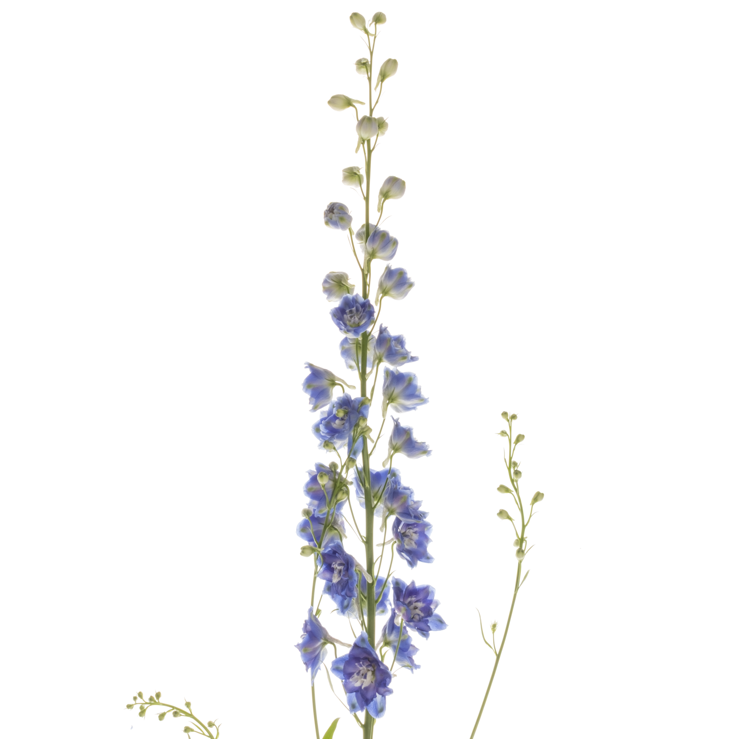 Delphinium blau/lila Emerald extra 95cm