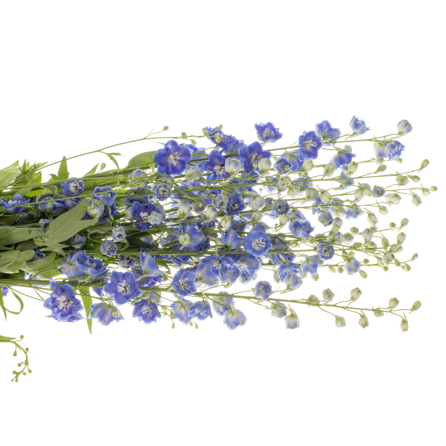 Delphinium blau/lila Emerald extra 95cm