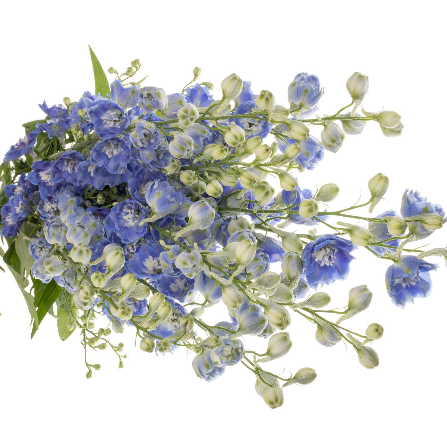 Delphinium blau/lila Emerald extra 95cm