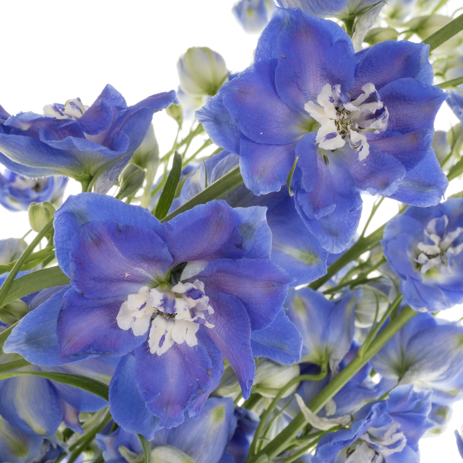 Delphinium blau/lila Emerald extra 95cm
