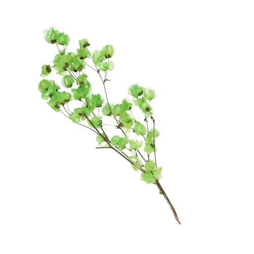 Trocken Bougain. grün L45-55cm
