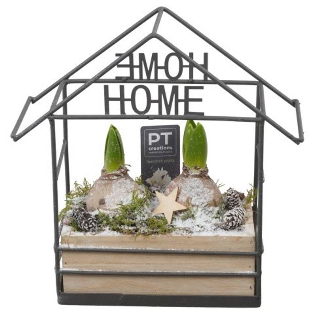 Hyac.Arr PTWH7733 weisse Bl. Winter T18 H025