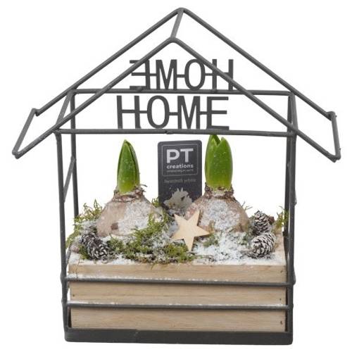 Hyac.Arr PTWH7733 weisse Bl. Winter T18 H025