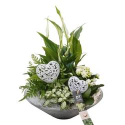 Spath.Arr PTVMG4977 T26 H036