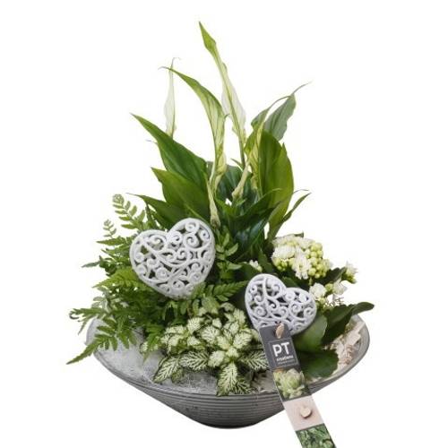 Spath.Arr PTVMG4977 T26 H036