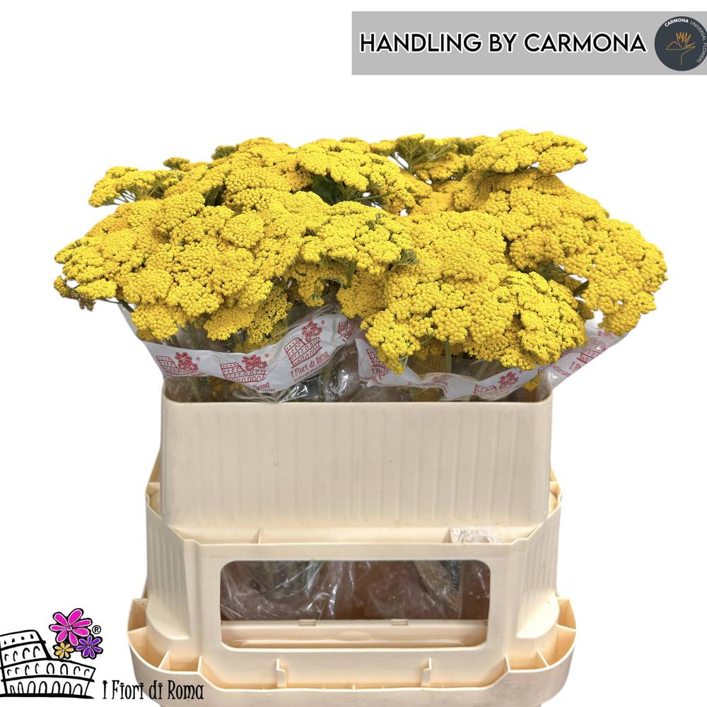 Achillea gelb Moonshine 75cm