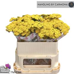 Achillea gelb Moonshine 75cm