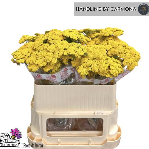 Achillea gelb Moonshine 75cm