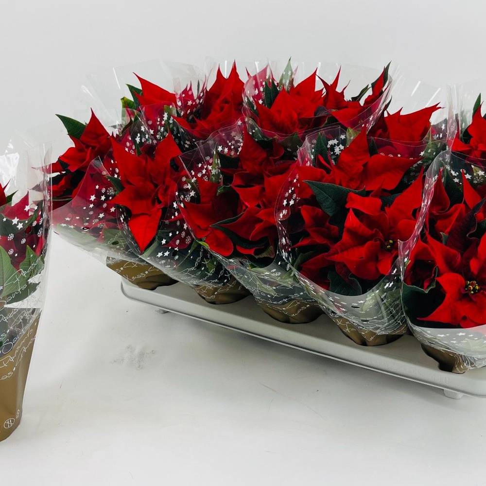Poinsettia rot Noblesse T11 H024
