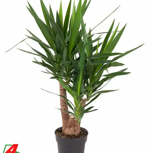 Yucca 4er Verzweigt T24 H90