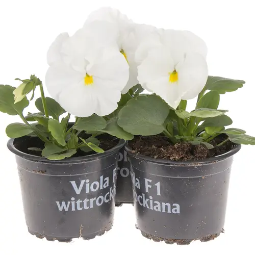 Stief.F1 weiss T09 H015