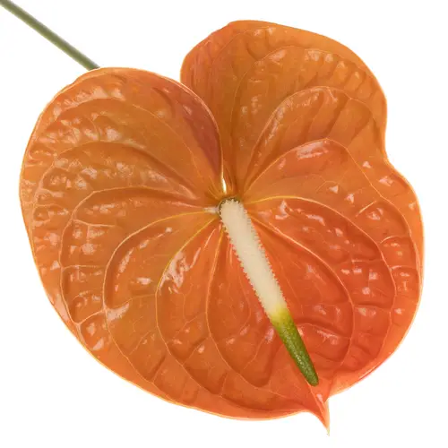 Anthurium braun Terrasol Blüte 15cm
