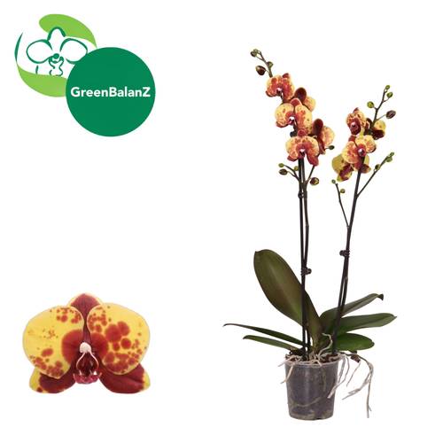 Phal.2-R gelb/orange Flaming Jazz T12 H055