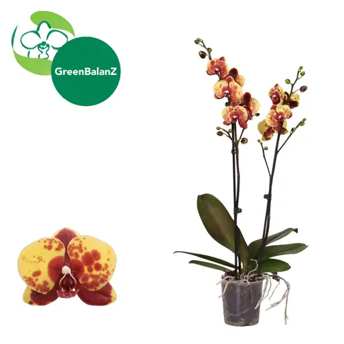 Phal.2-R gelb/orange Flaming Jazz T12 H055