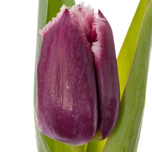 Tulpe lila San Martin Triflor 34 Gramm